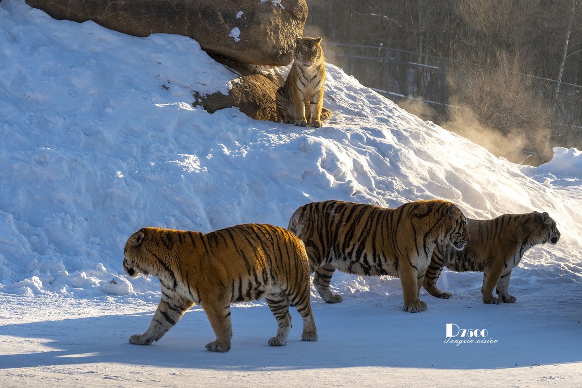 东北虎林园（12）