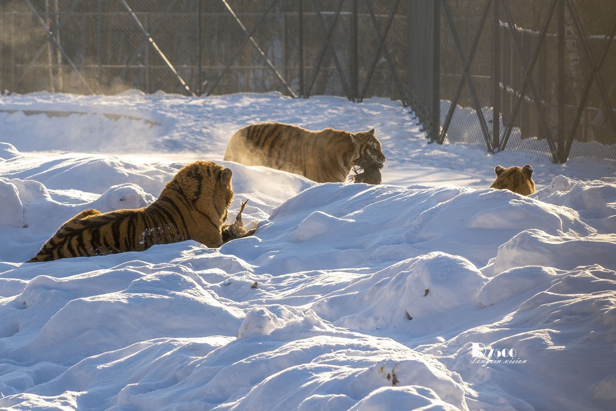 东北虎林园（12）