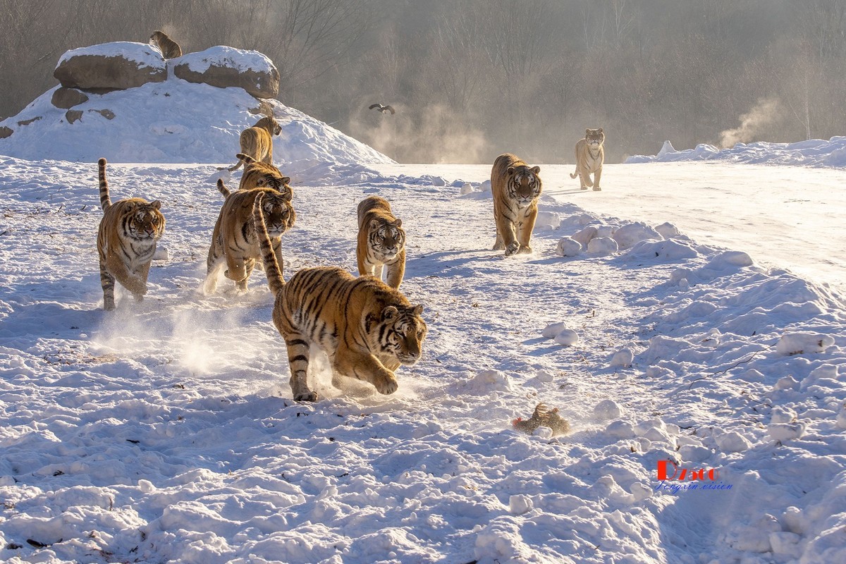 东北虎林园（12）