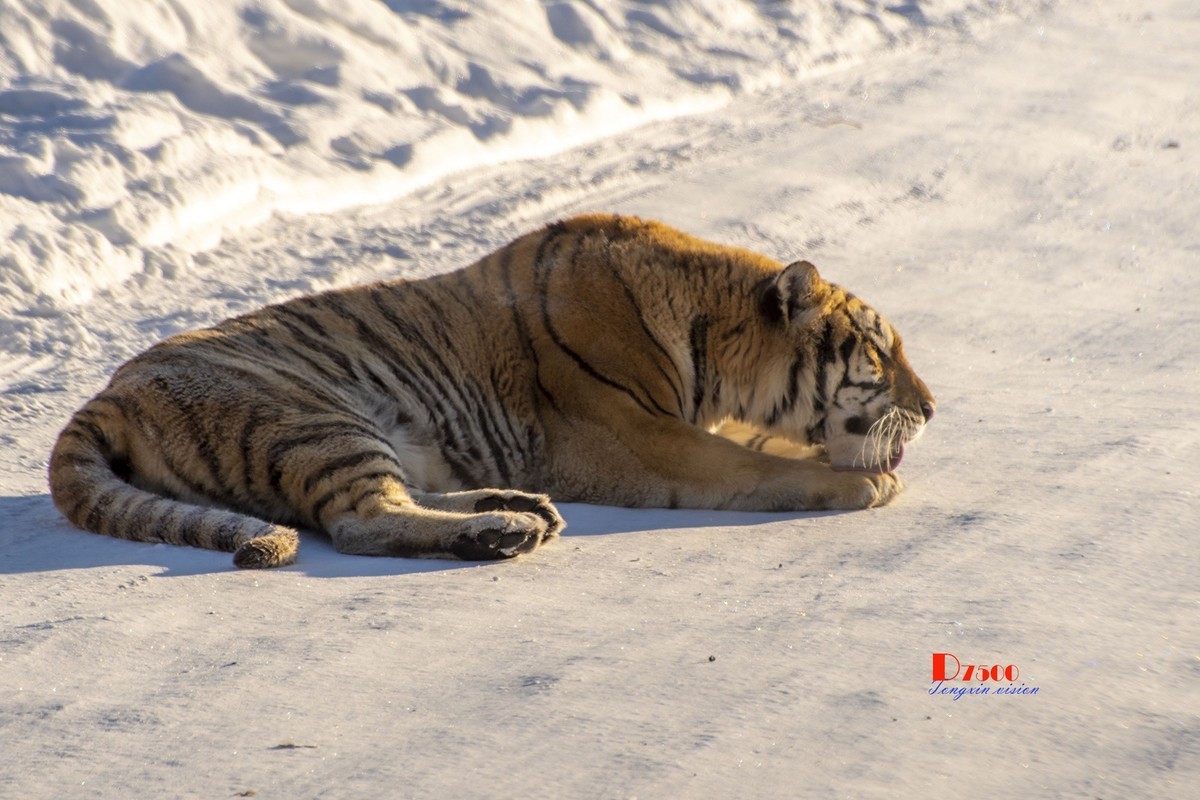 东北虎林园（12）