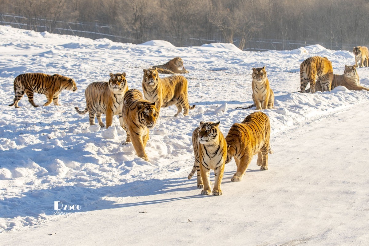 东北虎林园（12）