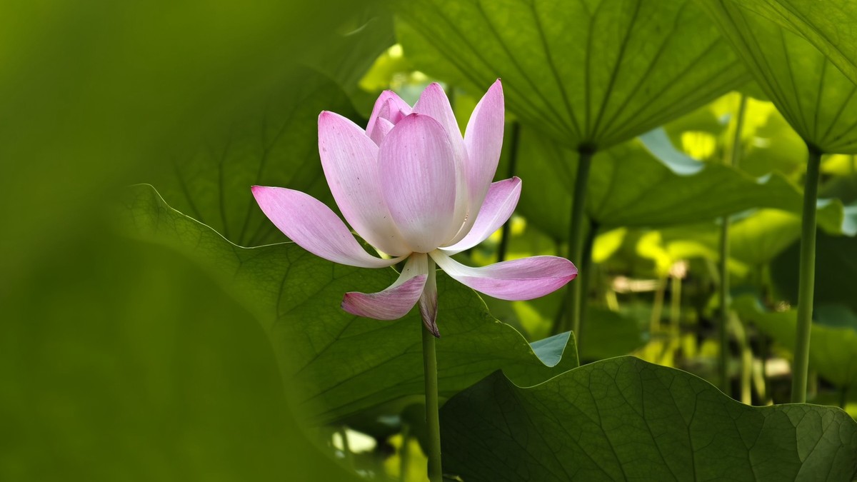 一点生活分享照