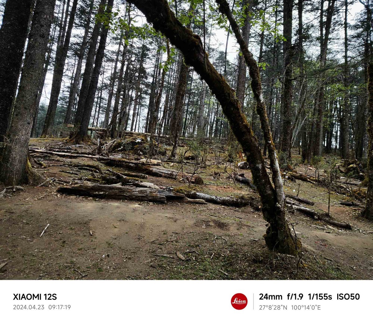 玉龙雪山云杉坪