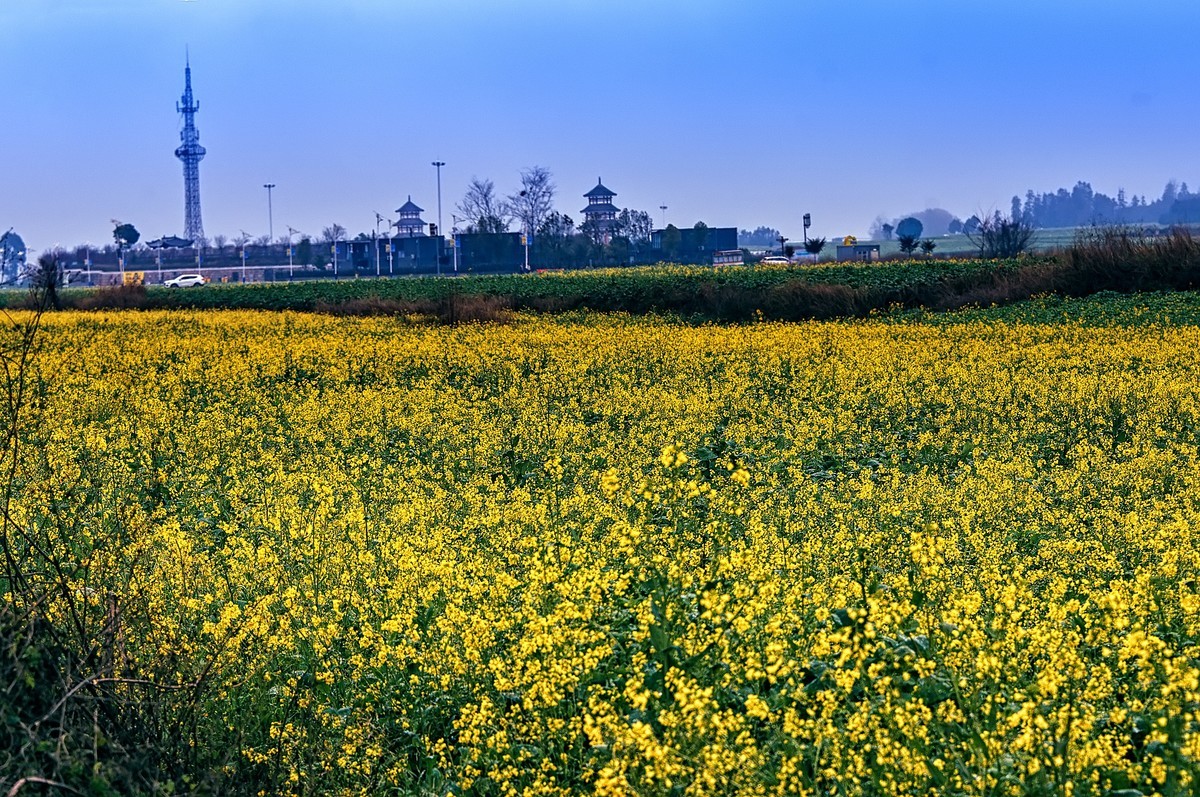 罗平油菜花观赏地