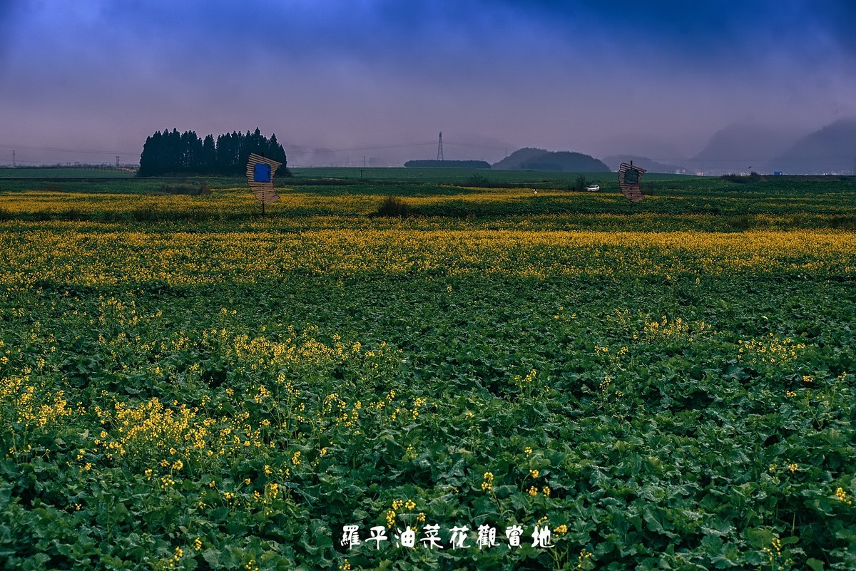 罗平油菜花观赏地