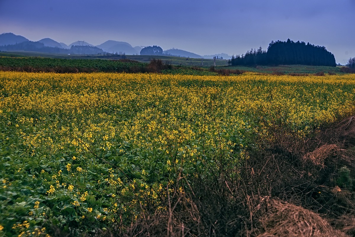罗平油菜花观赏地