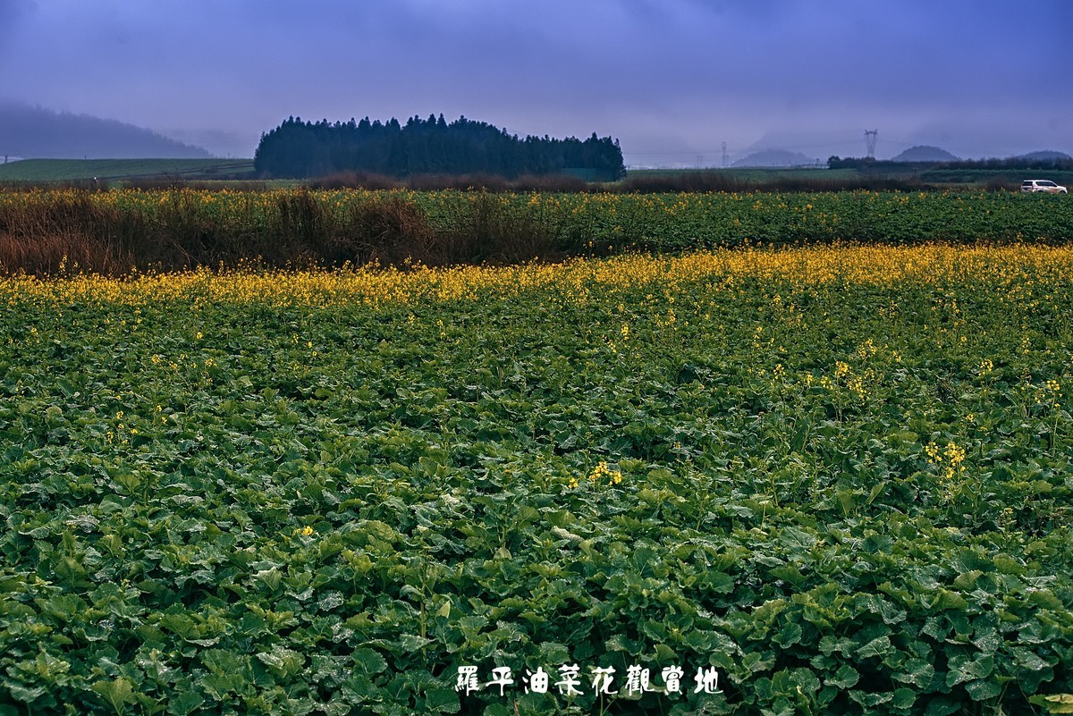 罗平油菜花观赏地