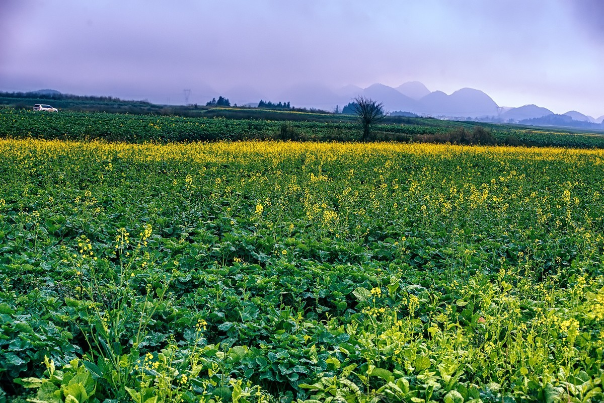罗平油菜花观赏地