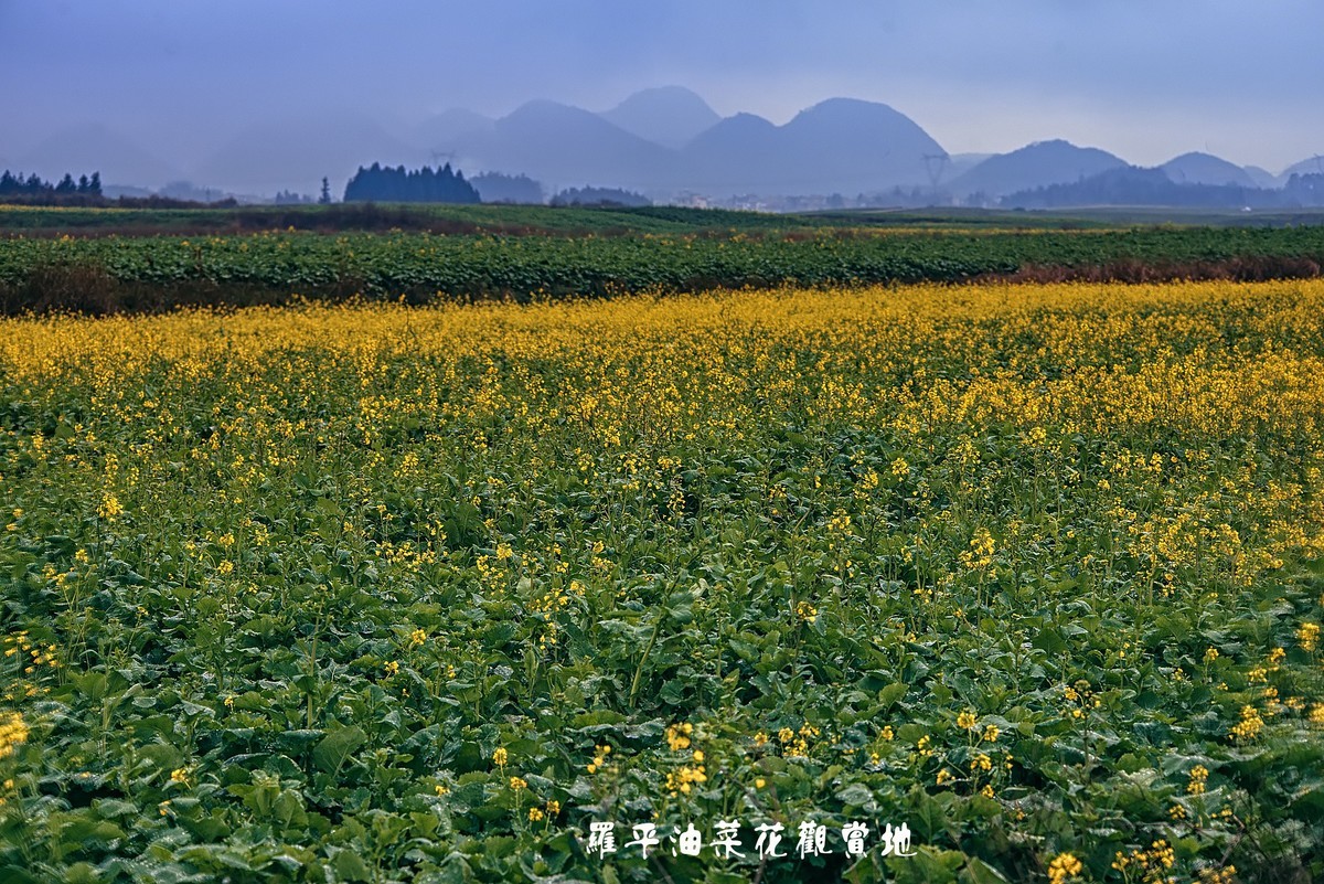 罗平油菜花观赏地