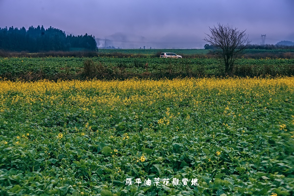 罗平油菜花观赏地