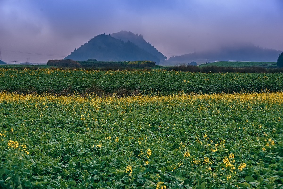 罗平油菜花观赏地