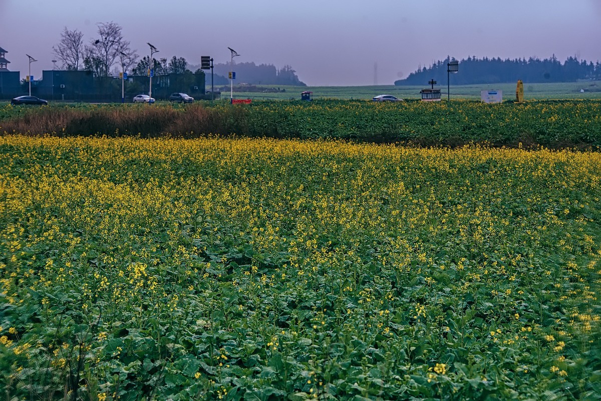 罗平油菜花观赏地