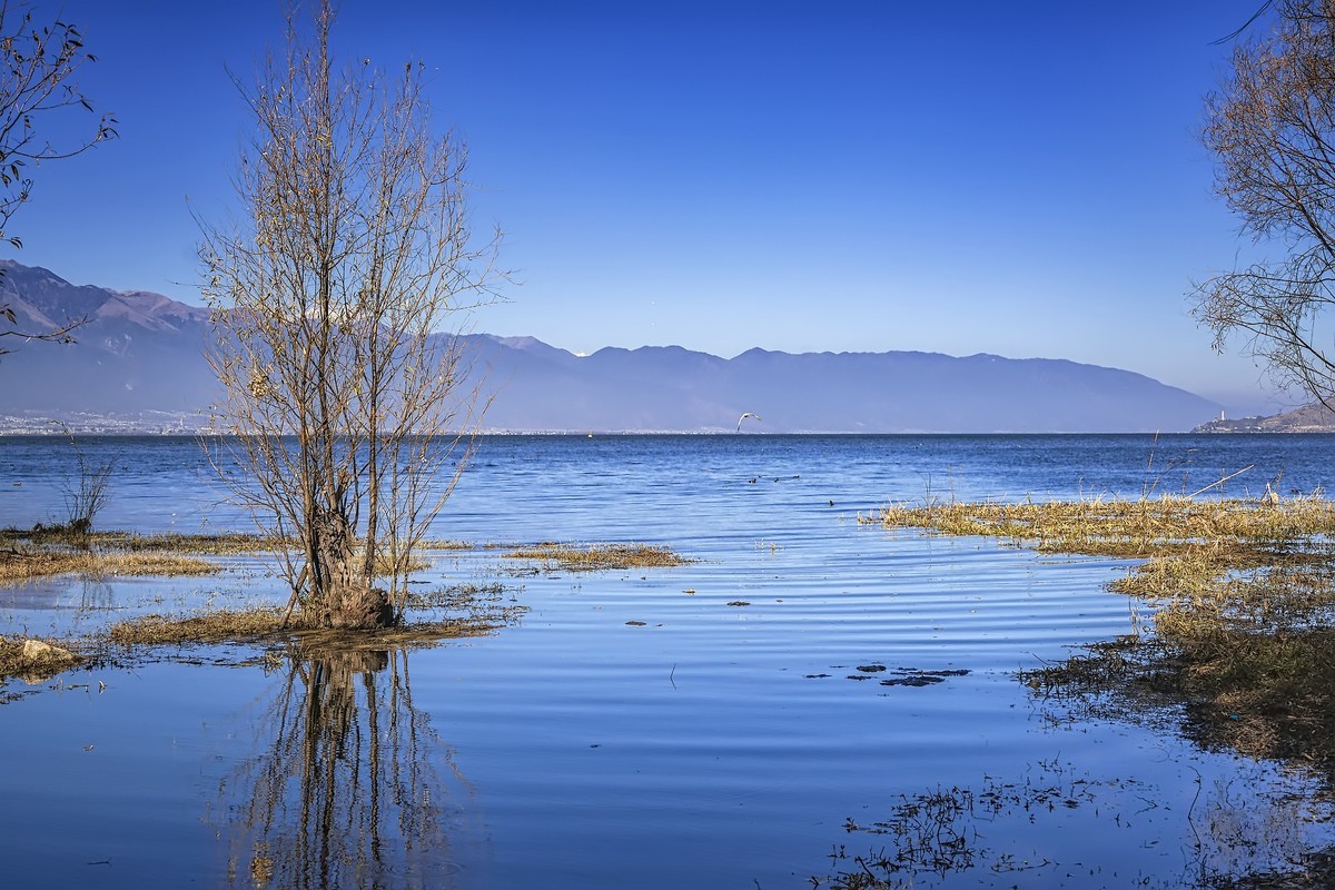 大理洱海 · 玉白菜湿地