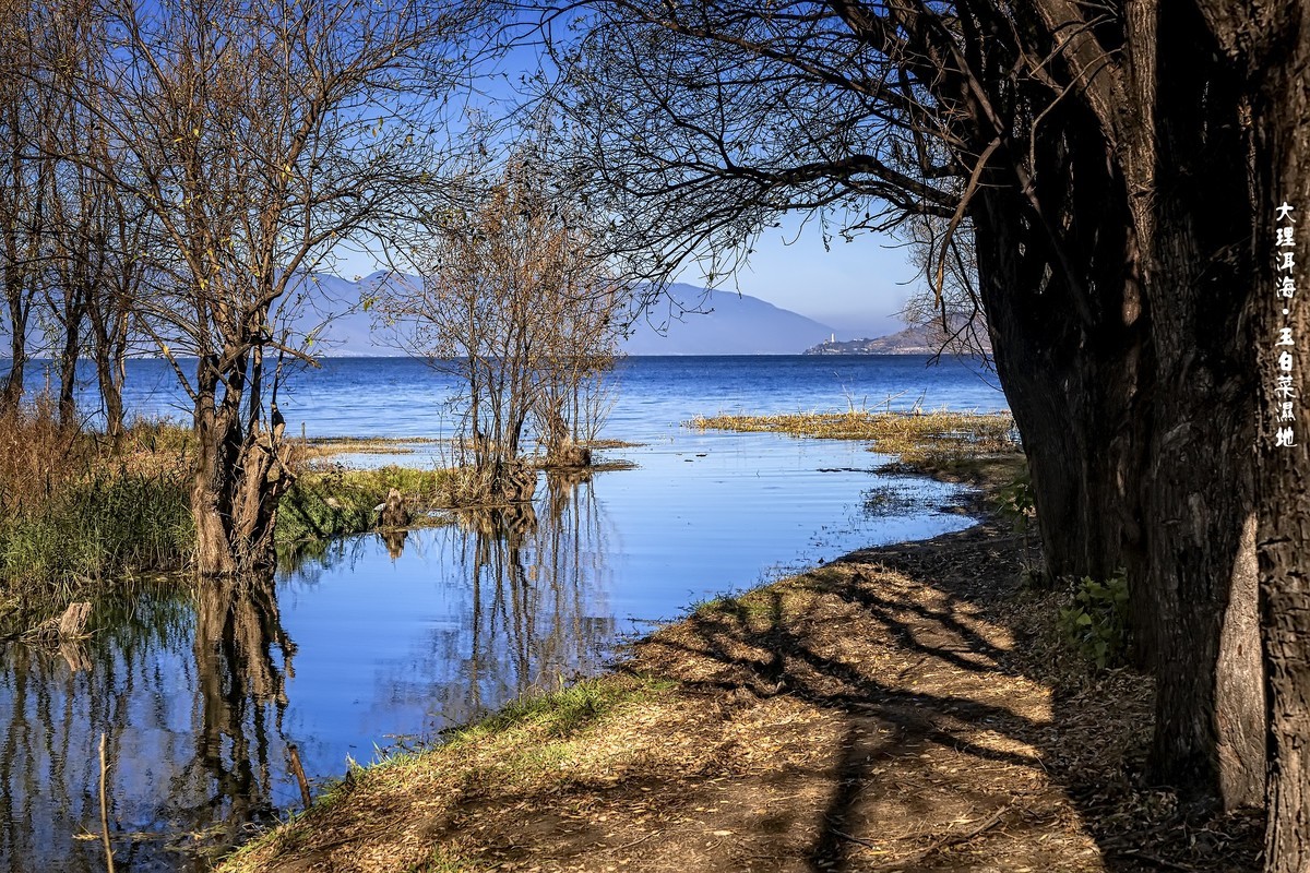 大理洱海 · 玉白菜湿地