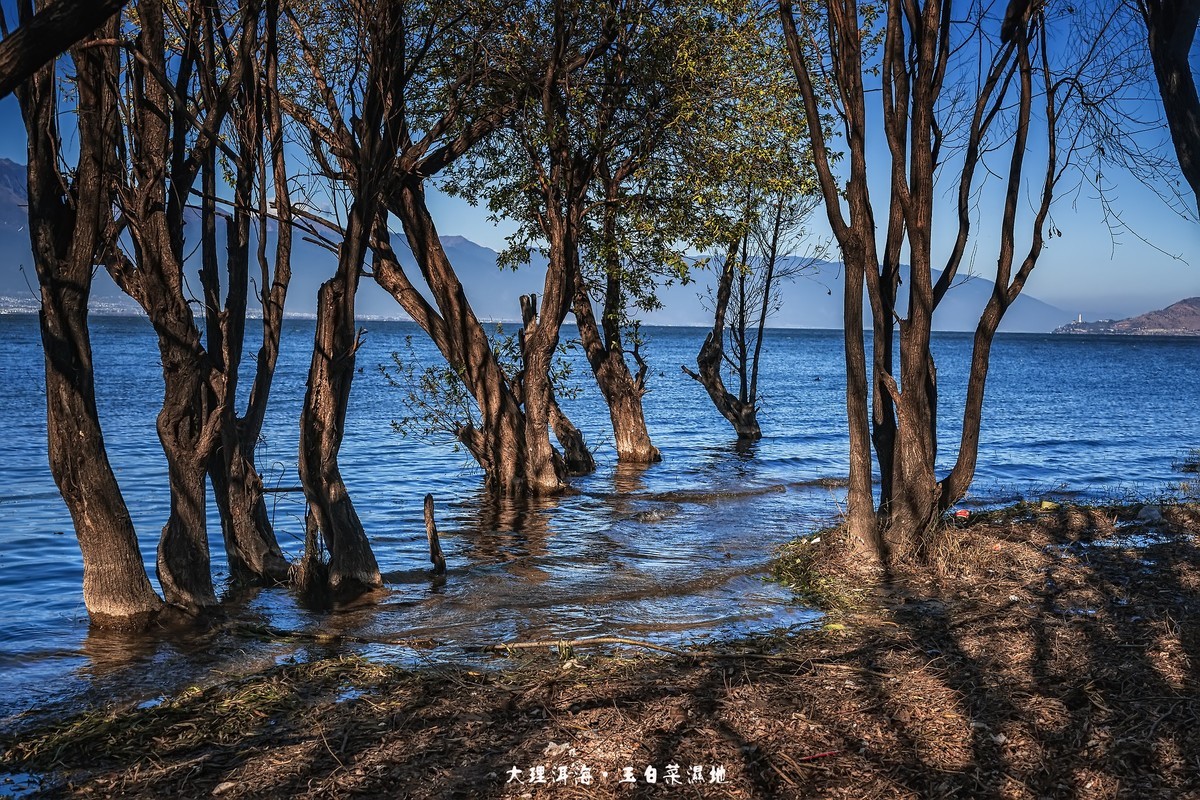 大理洱海 · 玉白菜湿地