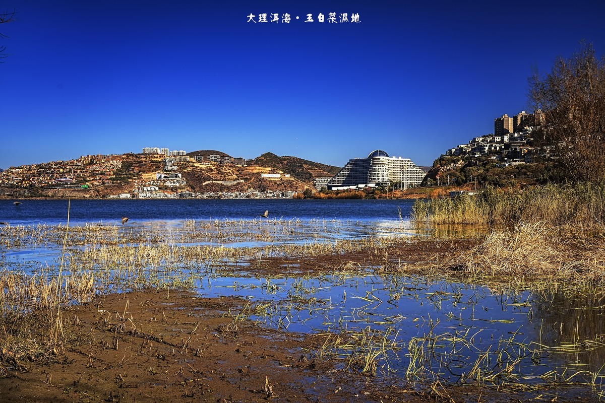 大理洱海 · 玉白菜湿地