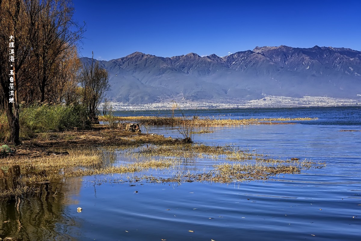 大理洱海 · 玉白菜湿地
