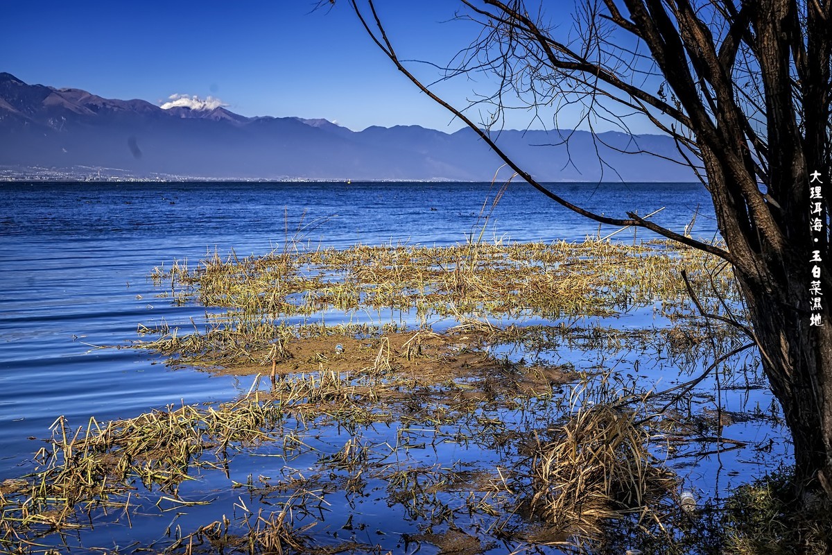 大理洱海 · 玉白菜湿地