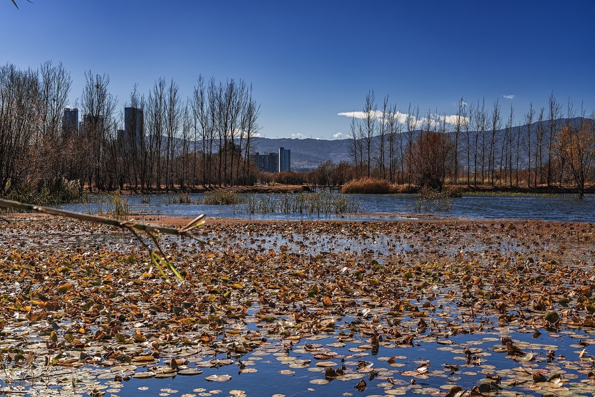 大理洱海 · 玉白菜湿地