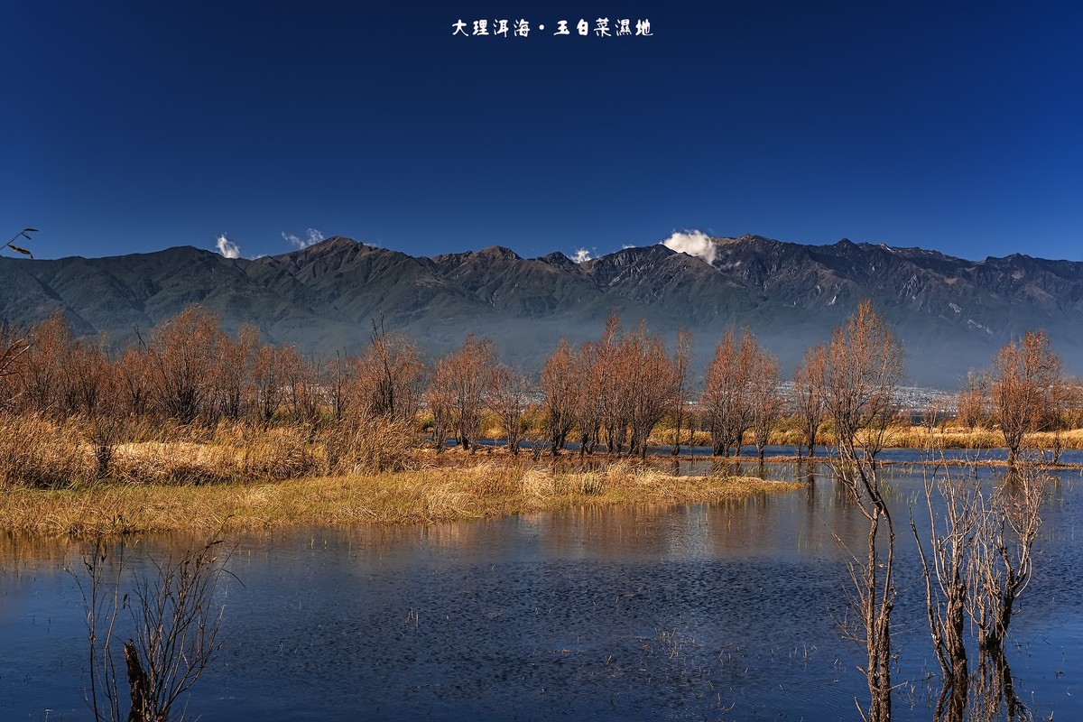 大理洱海 · 玉白菜湿地