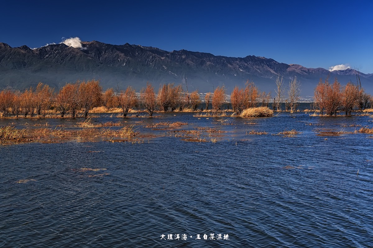 大理洱海 · 玉白菜湿地
