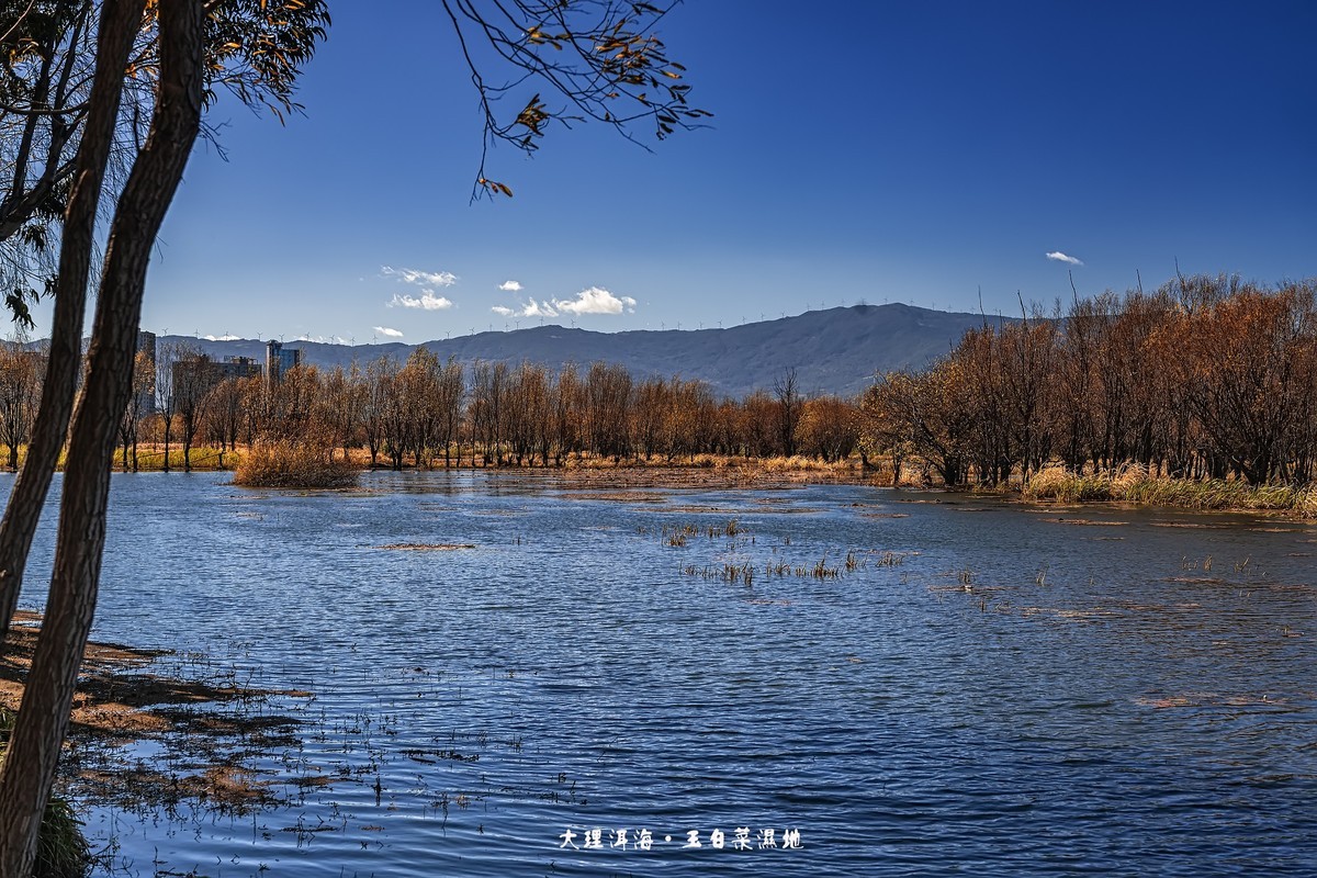 大理洱海 · 玉白菜湿地