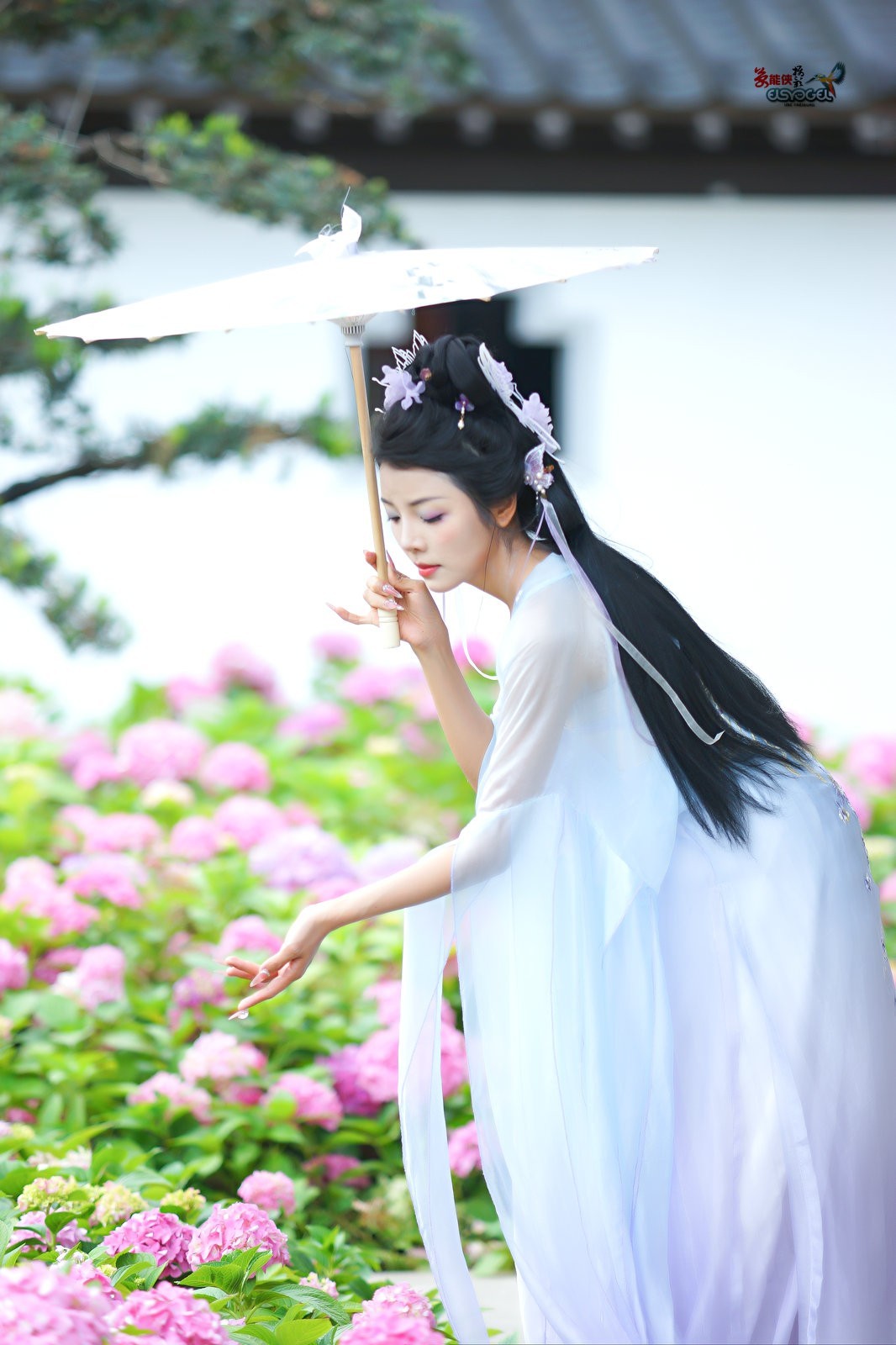 【蝴蝶花仙子】---叶子