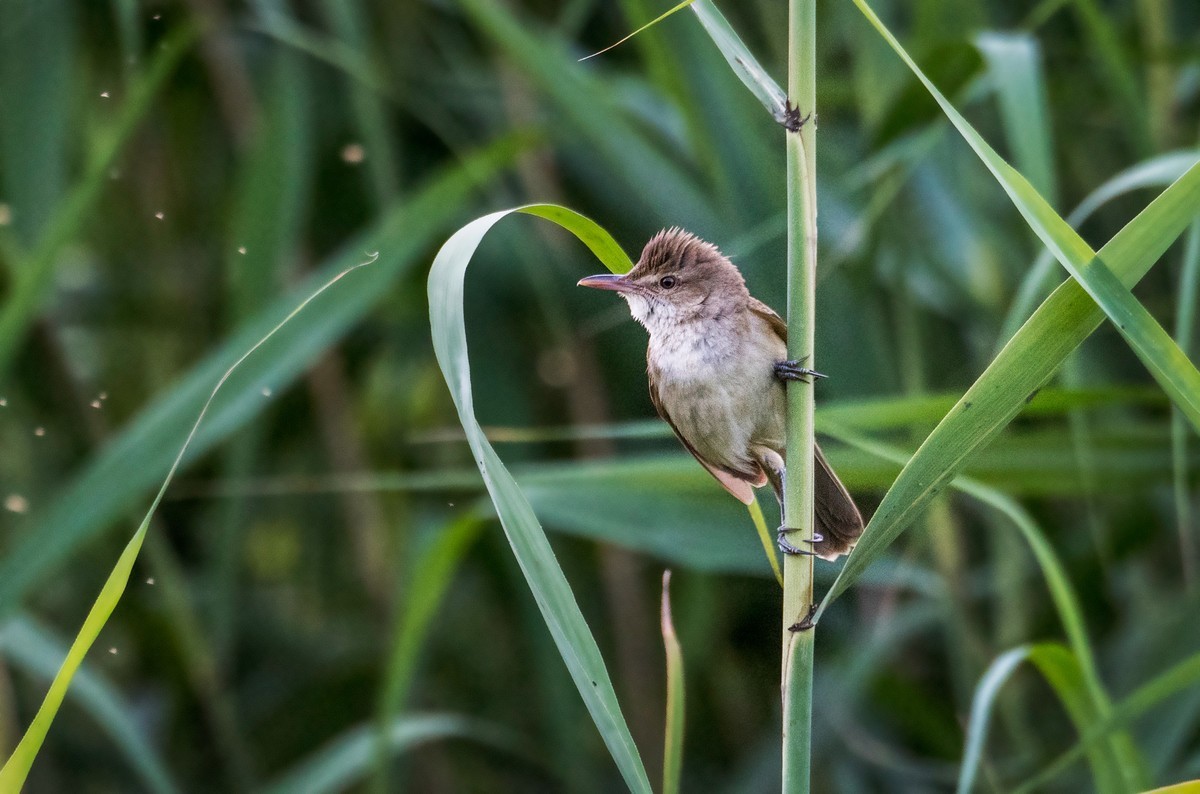 爱唱歌的大苇莺（八）