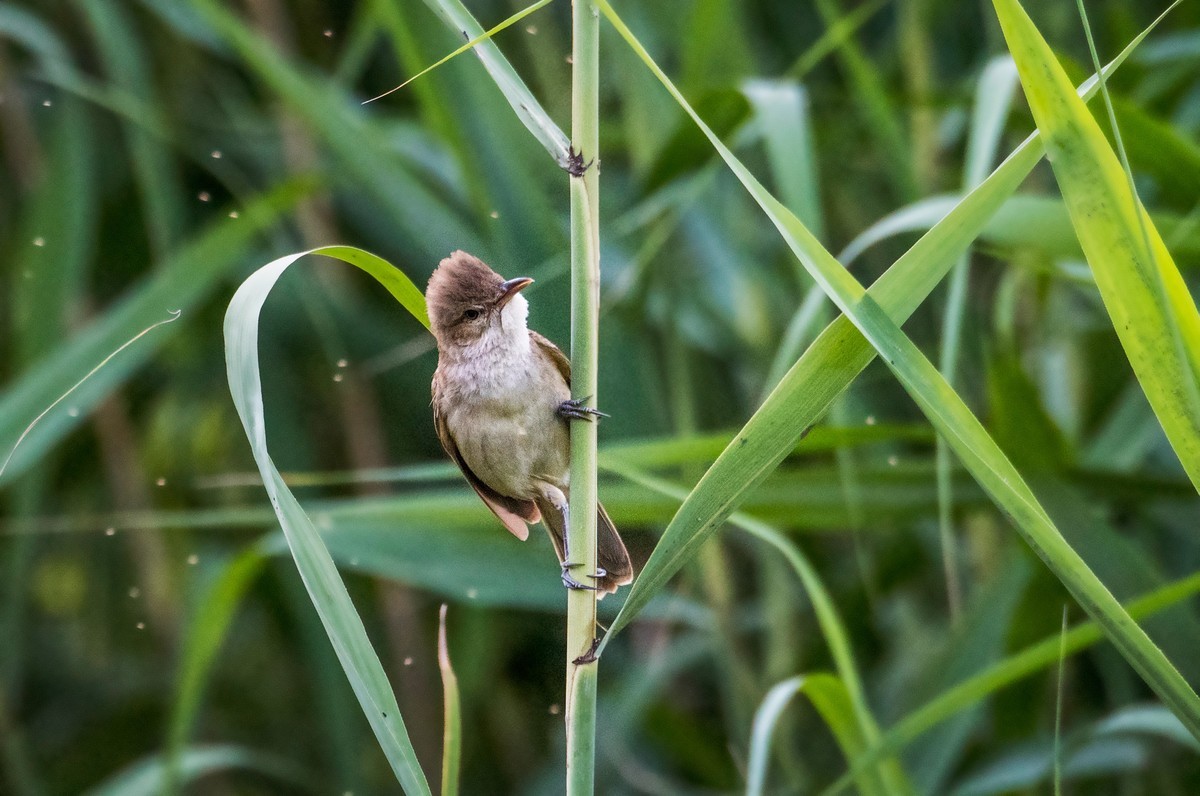 爱唱歌的大苇莺（八）