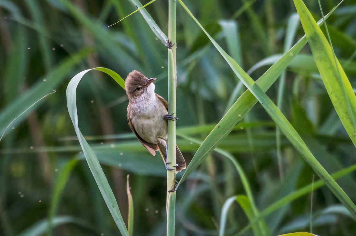 爱唱歌的大苇莺（八）