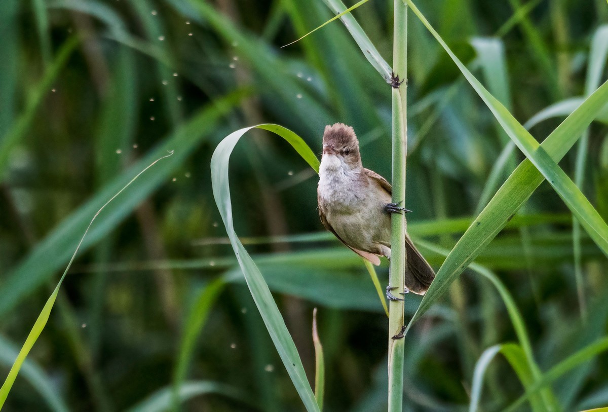 爱唱歌的大苇莺（八）