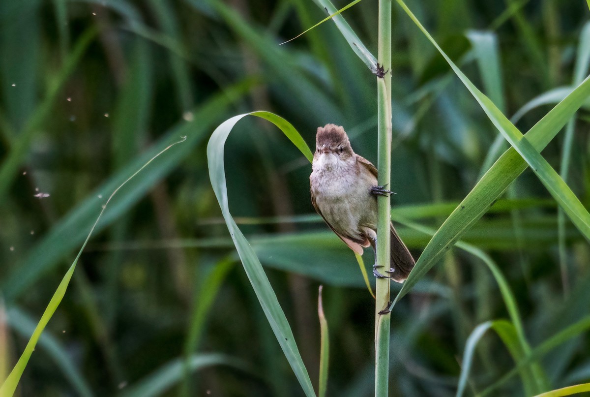 爱唱歌的大苇莺（八）