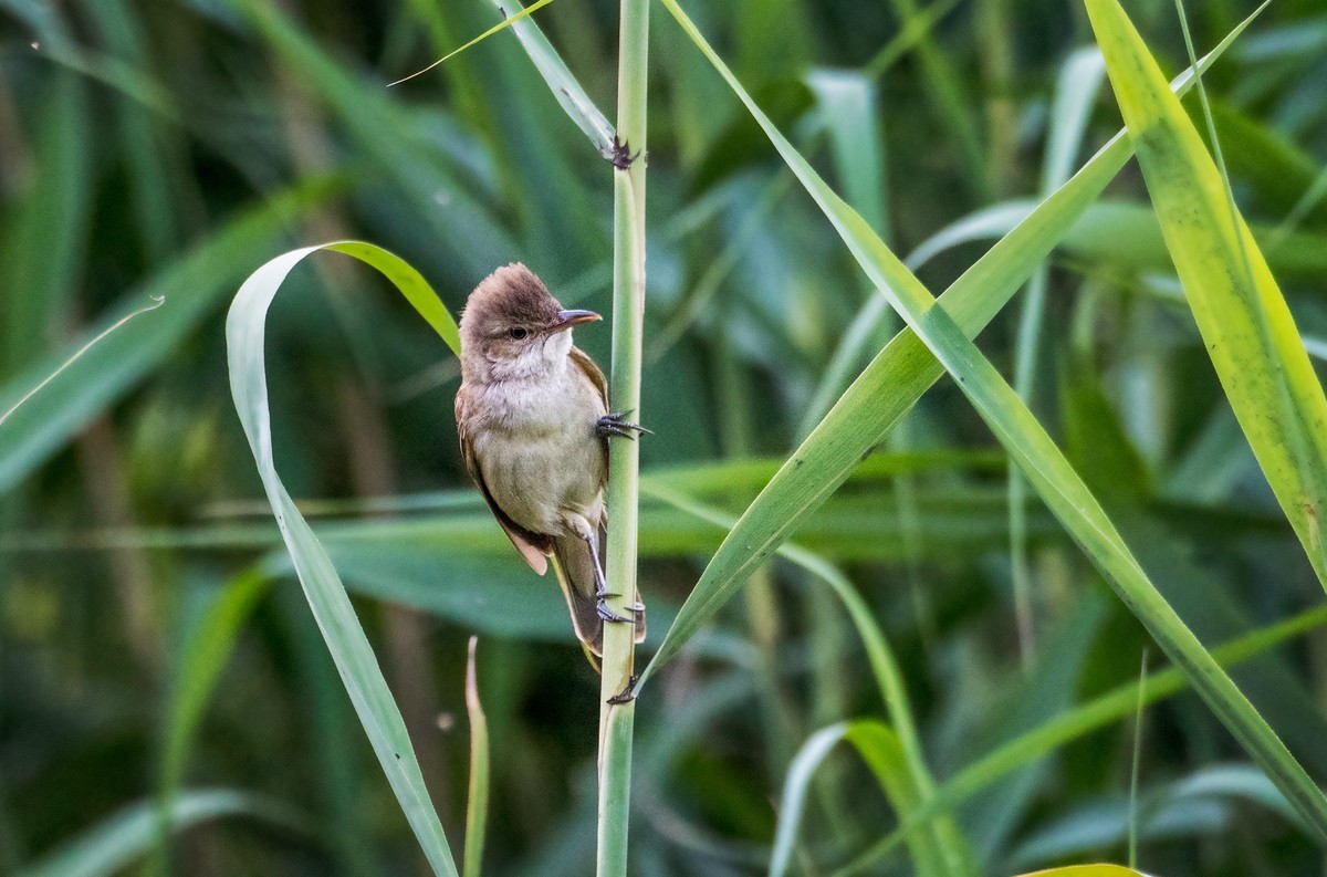 爱唱歌的大苇莺（八）