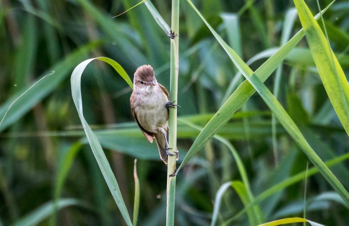 爱唱歌的大苇莺（八）