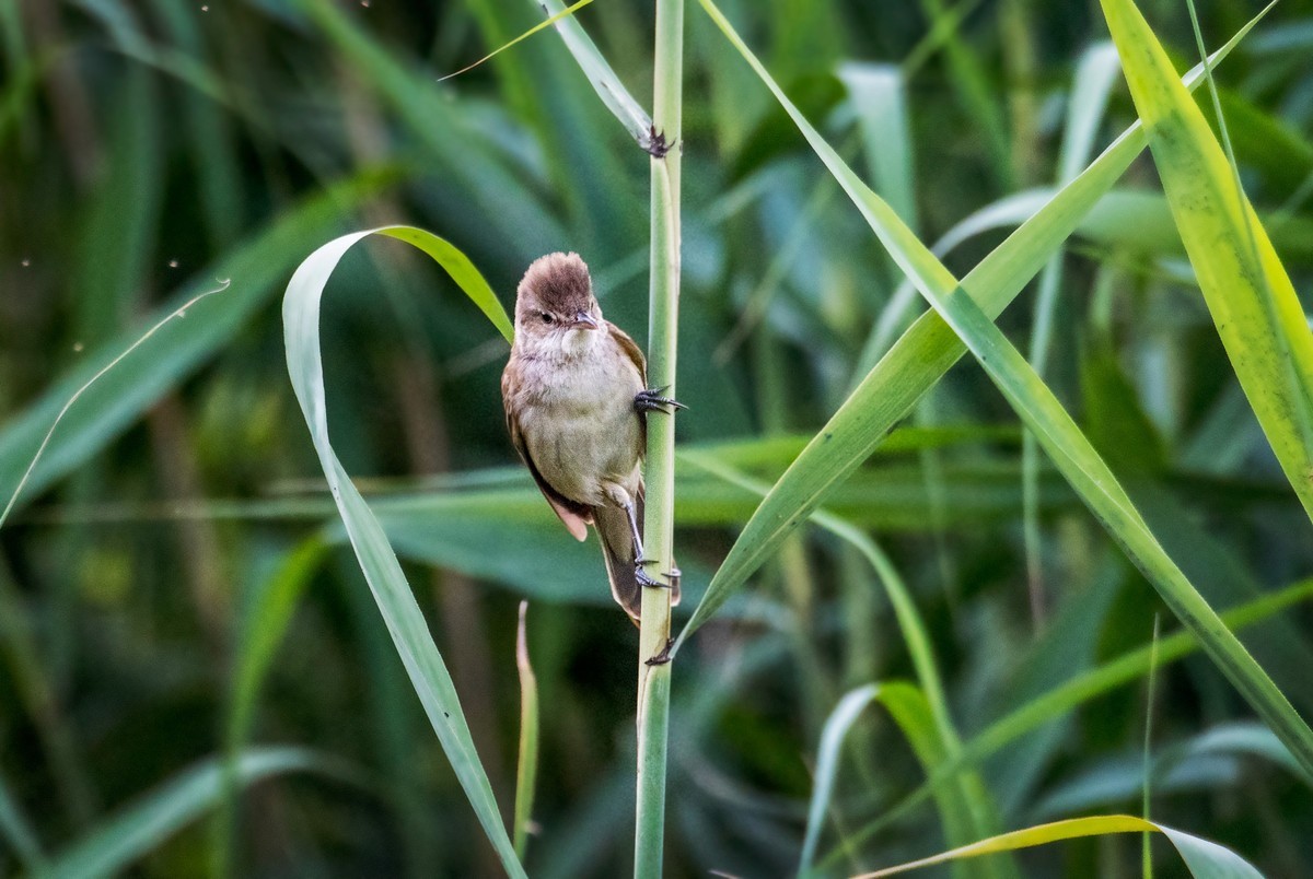 爱唱歌的大苇莺（八）