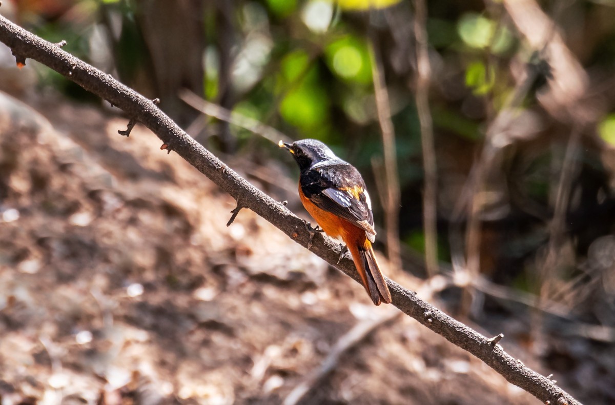 北红尾鸲（四十）