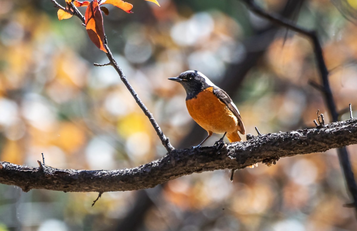 北红尾鸲（四十）