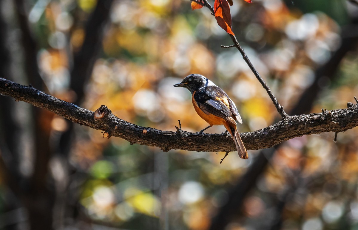 北红尾鸲（四十）