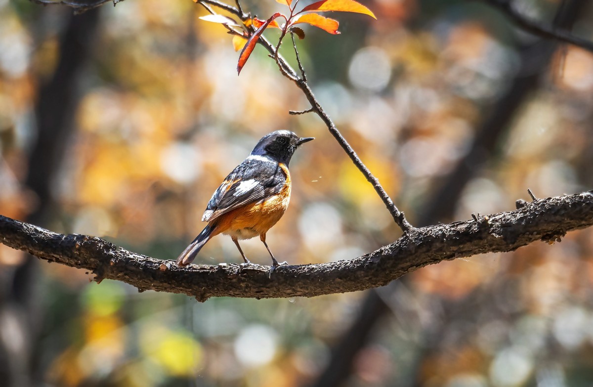 北红尾鸲（四十）