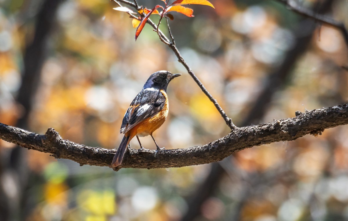 北红尾鸲（四十）