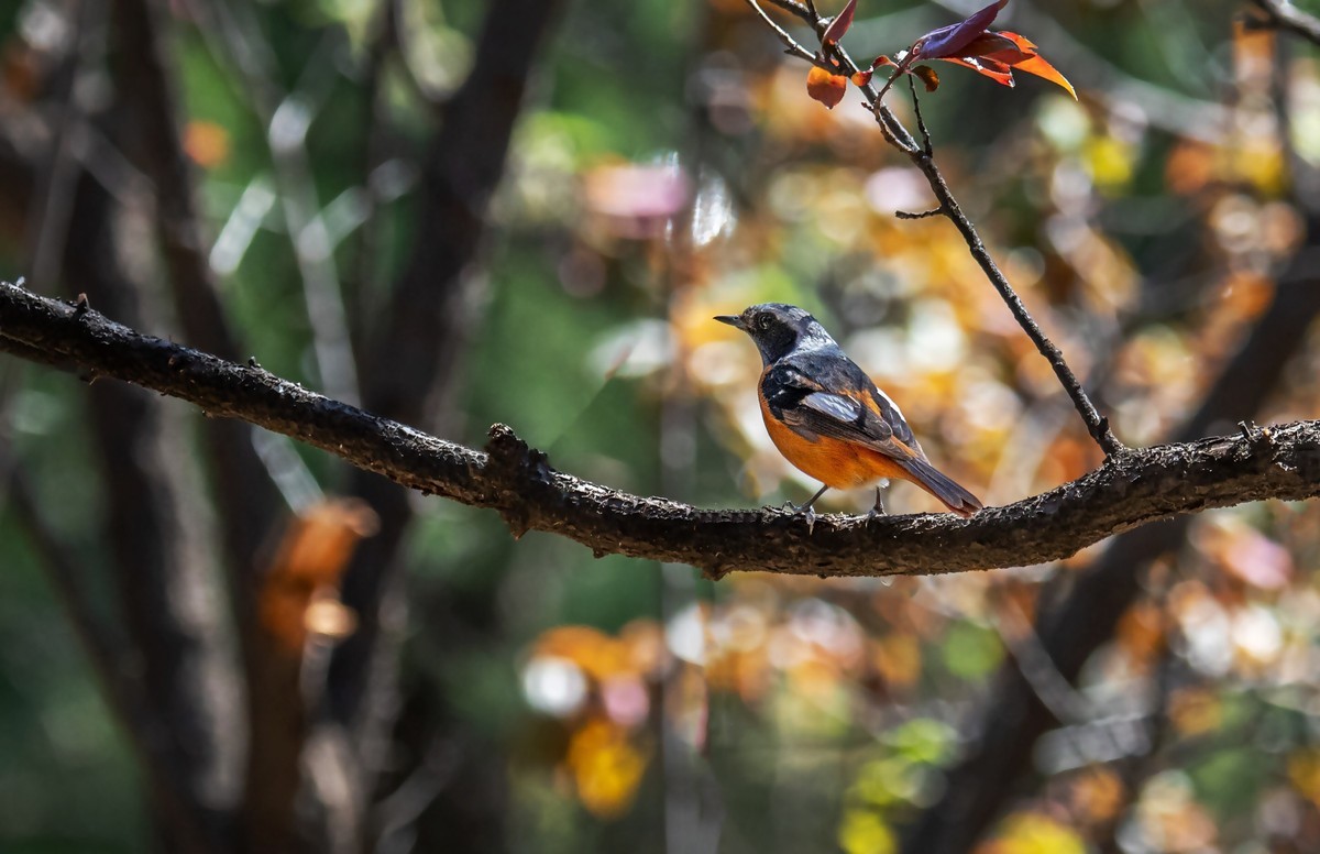北红尾鸲（四十）