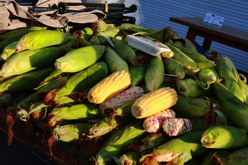 古镇随拍 ------ 4