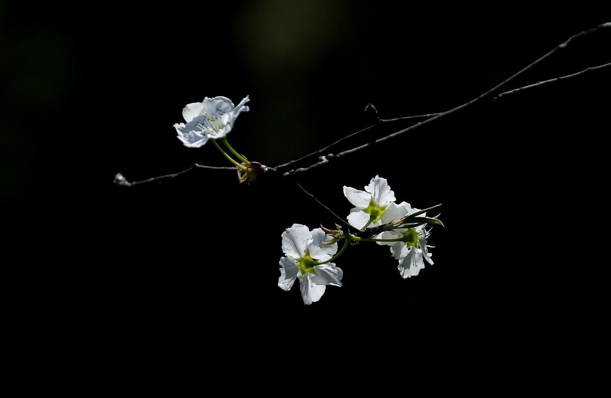 梨花(4)