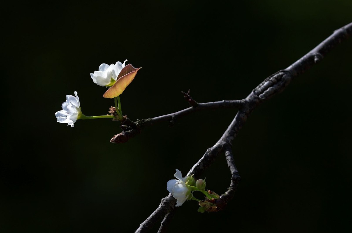 梨花(4)
