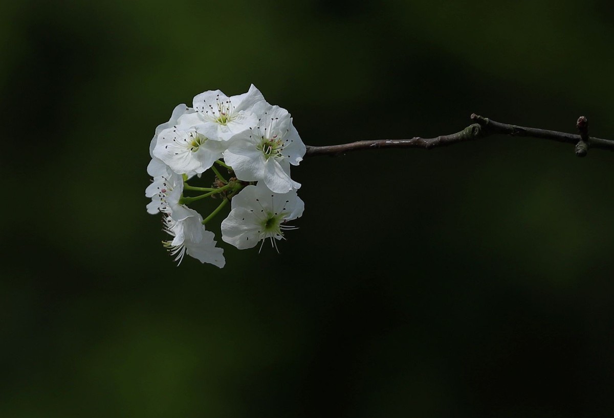 梨花(4)
