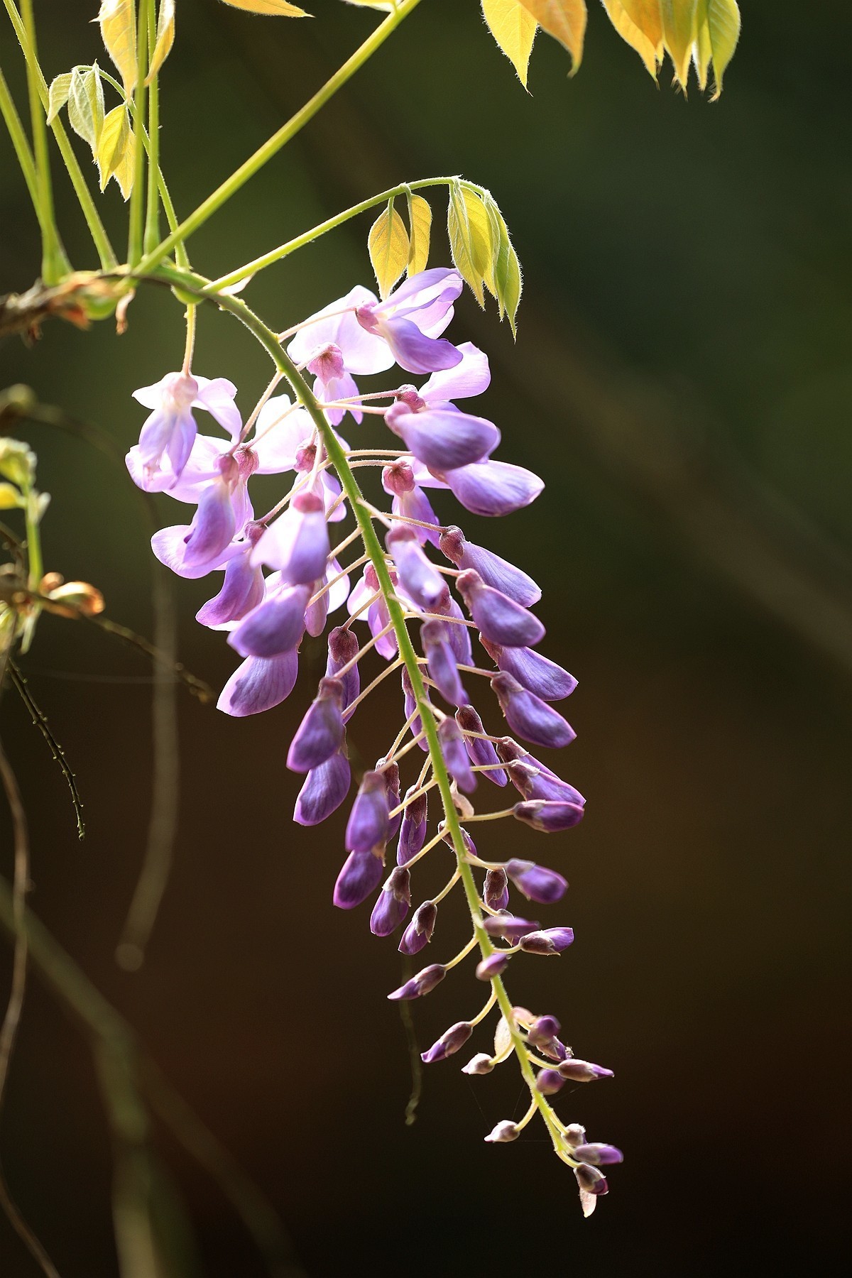 紫藤 【三】    2025.107