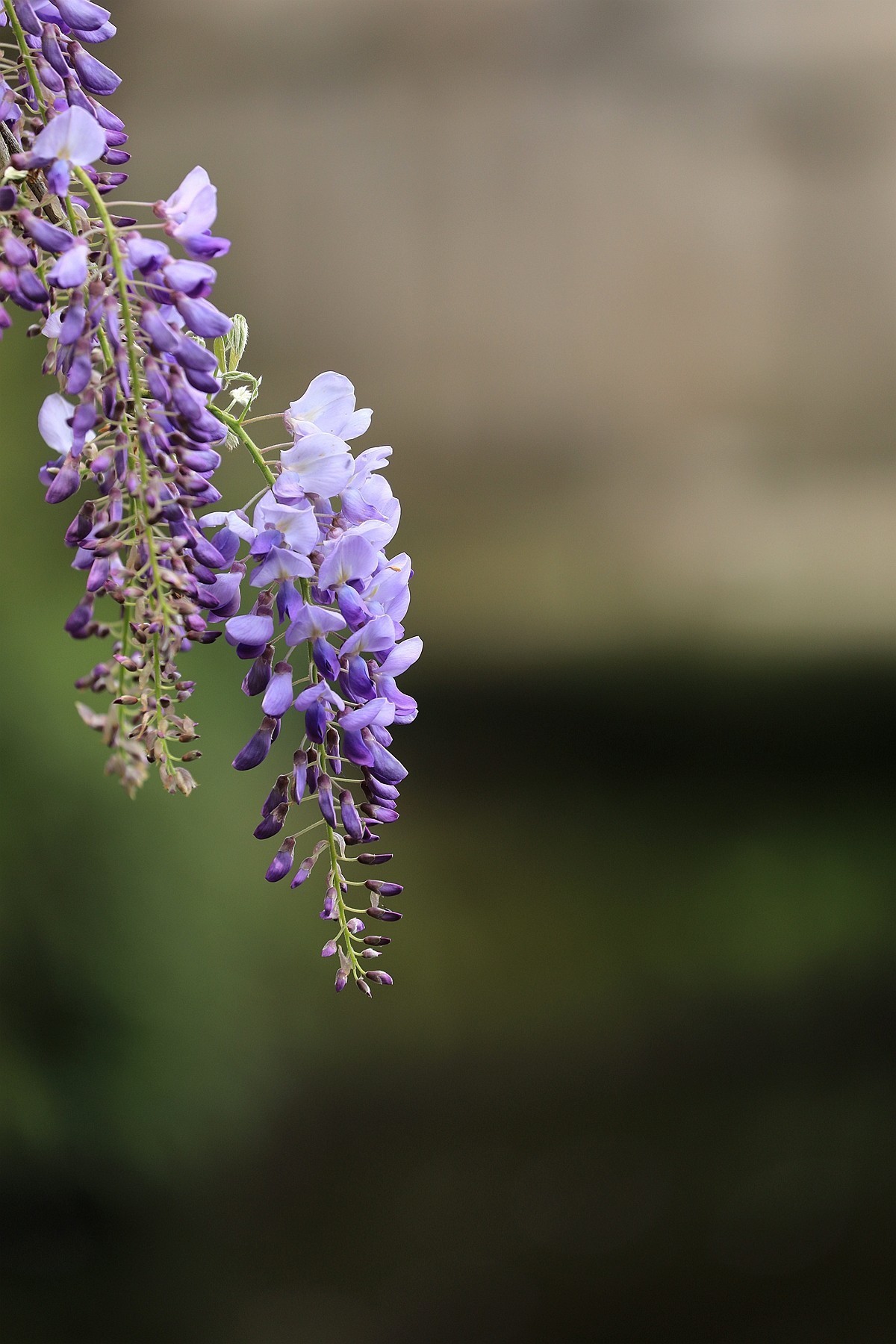 紫藤 【三】    2025.107