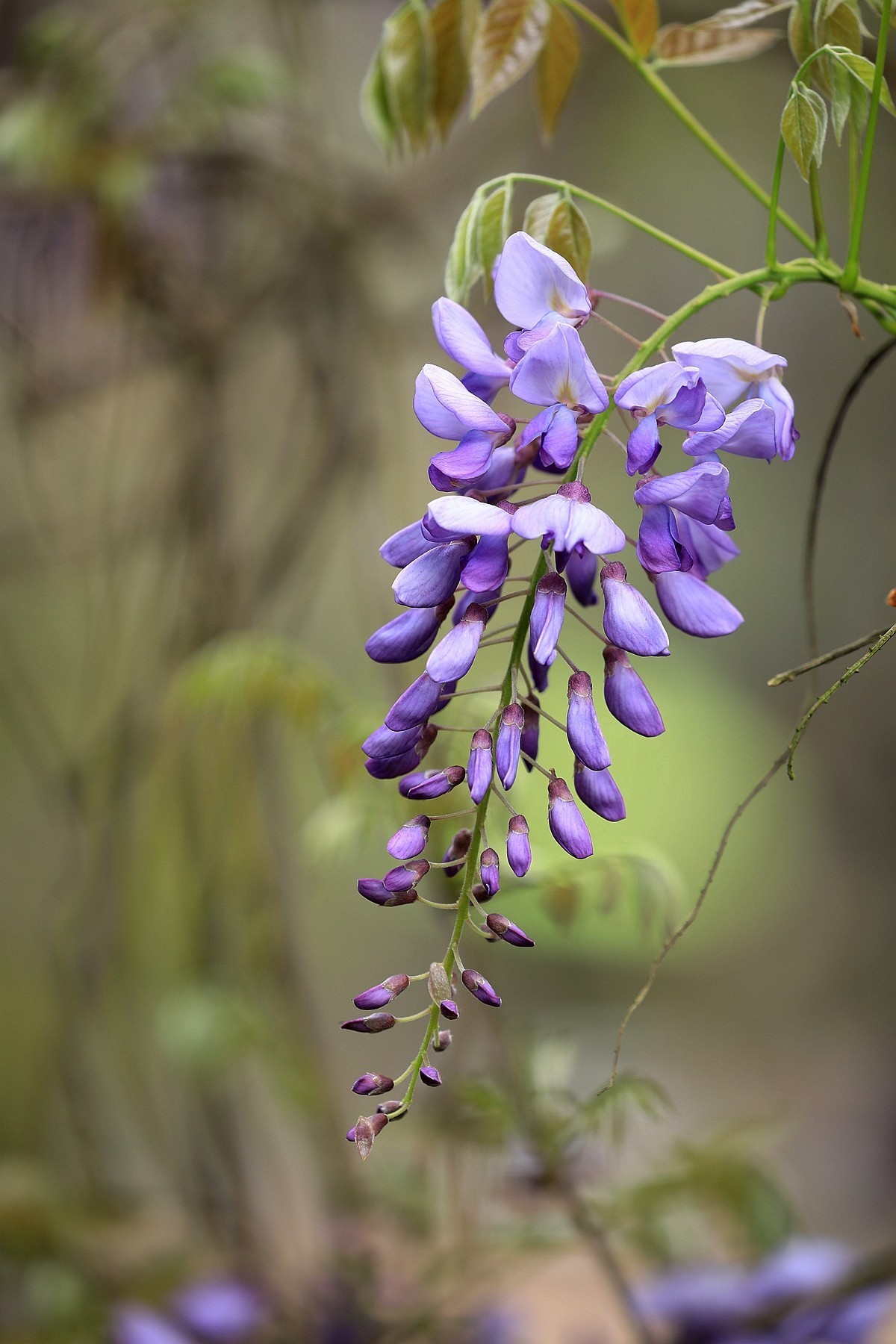 紫藤 【三】    2025.107