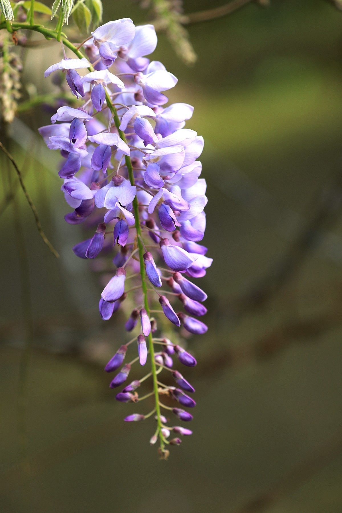 紫藤 【三】    2025.107