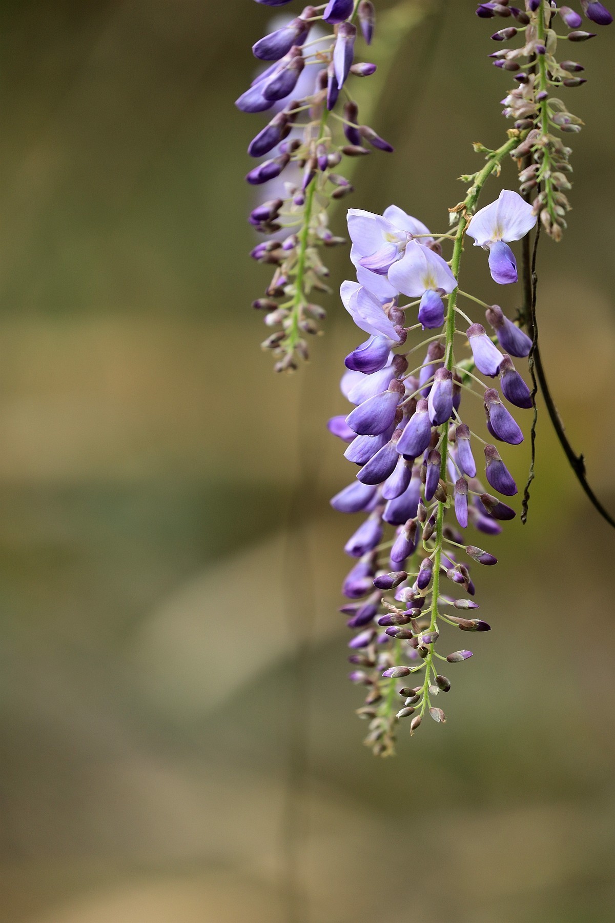 紫藤 【三】    2025.107